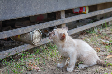 Young white kitten cat with blue eyes Lost