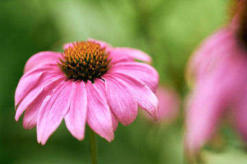 Macro purple coneflowers with green dreamy blur and bokeh background