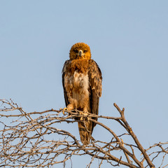 Juvenile Tawny Eagle