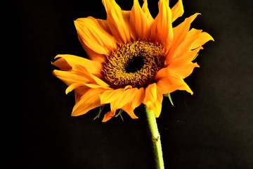 sunflower on black background