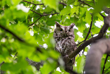 An Eastern Screech-owl guarding its owlets on a maple tree