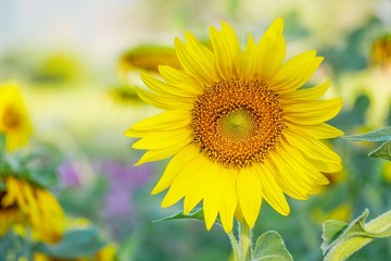 Obraz premium Close up Sunflowers with soft blurred green background.
