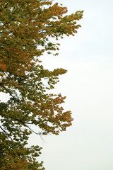 Autumn leaves & background