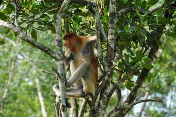 Proboscis monkey on Borneo