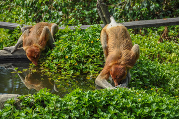 Obraz premium Proboscis monkey on Borneo