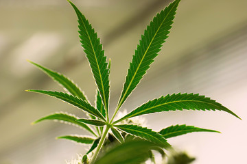Pot Leaf Cannabis Marijuana Highlight