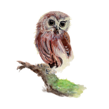 Owl Watercolor painting isolated. Watercolor hand painted cute animal illustrations. Owl isolated on white background