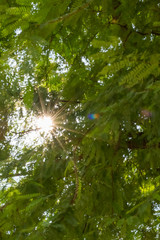 Blurred abstract of sun on the trees with lens flare