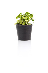 Small Ferns in black pot isolated
