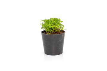 Small Ferns in black pot isolated