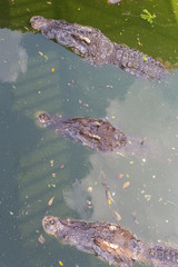 Crocodile head floating in water