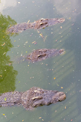 Crocodile head floating in water