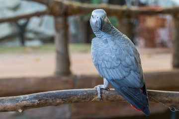 Obraz premium African Grey Parrot sitting on timber at the public park