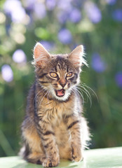 Fototapeta premium cute little cat in the garden