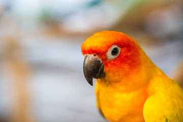 Close up head and mouse of Sun Parakeet or Sun Conure yellow and orange parrot