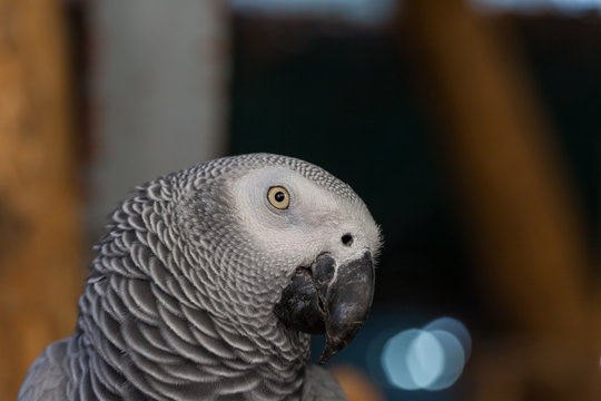 Face and eye of African Grey Parrot sitting on timber