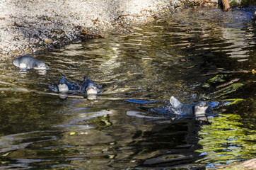 Cute little penguins swimming in a lake