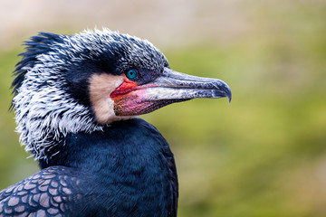 Cormorant
