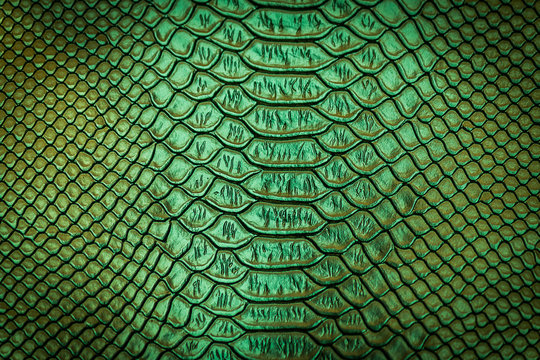 close up of snake skin texture