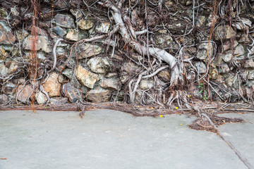 roots on old rock wall