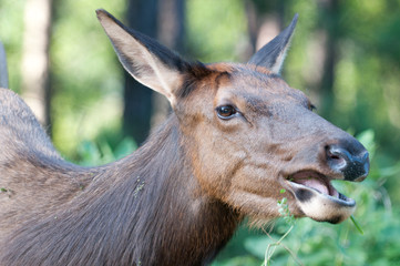 Cow Elk Eating Closeup