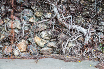 roots on old rock wall