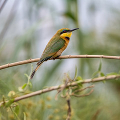 Little Bee-eater