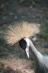 African Crowned Crane looking down