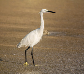 Little Egret