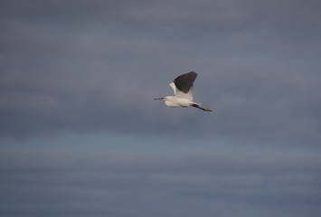 Fototapeta premium Little Egret In Flight