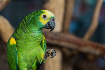 Close-up of colorful parrots head