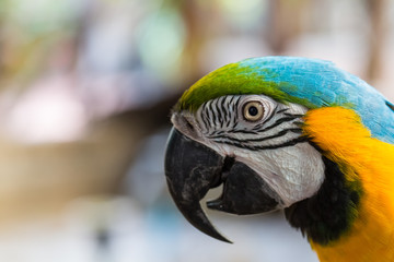 Close-up of colorful parrots head