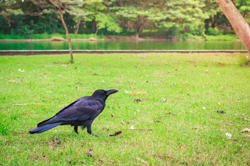 Black Carrion Crow (Corvus corone).