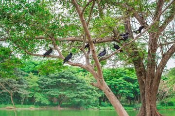Black Carrion Crow (Corvus corone).