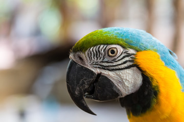 Close-up of colorful parrots head