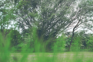 Fototapeta na wymiar Blur natural and light in the park.