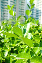 Green leaves & background
