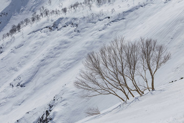 春山の斜面（八方尾根）