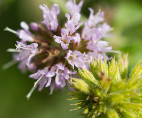 Blossom of mentol plant.