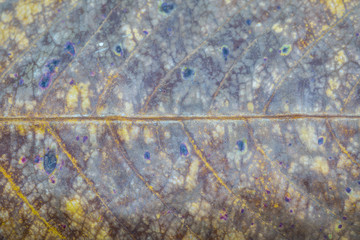 Close-up of Dry leaf texture