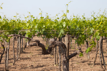 Fototapeta na wymiar A young vineyard in the south of Italy