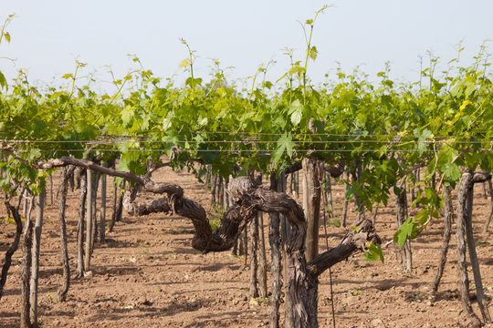 A young vineyard in the south of Italy