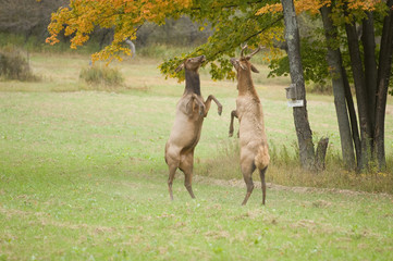 Boxing Elk