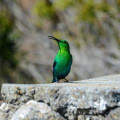 Malachite Sunbird Singing