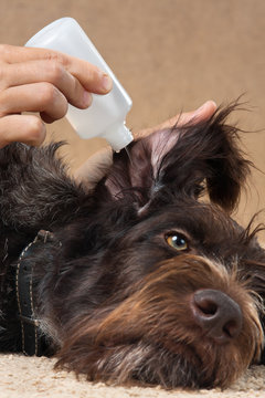 washing the ear of dog with remedy
