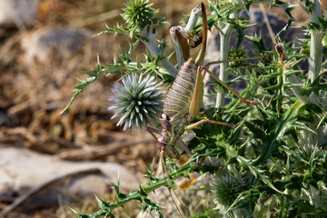 Large brown grasshopper on thistle, macro photo
