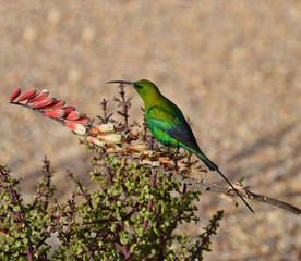 Malachite Sunbird