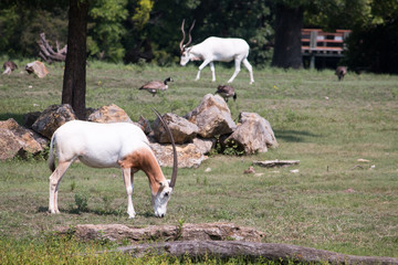 Fototapeta na wymiar Scimitar horned oryx enjoying the weather