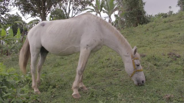 caballo blanco comiendo pasto