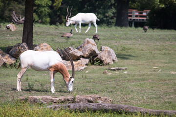 Obraz na płótnie Canvas Scimitar horned oryx 2